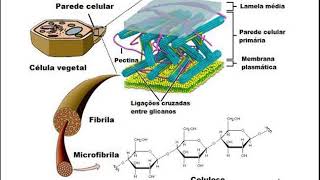 Parede Celular  Composição Química [upl. by Esilahs254]