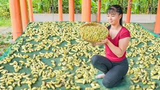 Harvest A Lot Of Silkworm Goes To Countryside Market Sell  Farm Life  Phuong Free Bushcraft [upl. by Lucretia]