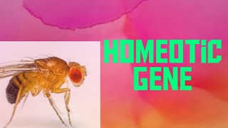 homeotic gene [upl. by Nekcarb]