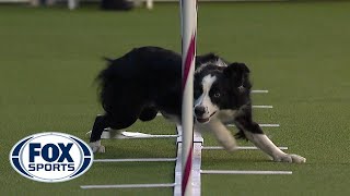 Best of the Agility competition from the 2020 Westminster Kennel Club Dog show  FOX SPORTS [upl. by Kelula]