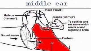 Evolution of the mammalian middle ear the basics [upl. by Nnylyaj]