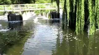 1000 lb of RIVER CHUB IN FISHING HEAVEN  found by Anglers Mail [upl. by Vastah]