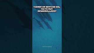 ¡Delfines Nariz de Botella con Tacto Súper Desarrollado 🐬 [upl. by Ragucci118]