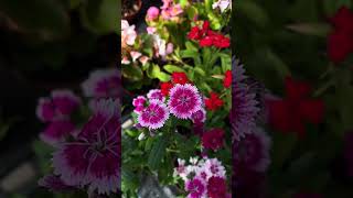 dianthus flowers winter like share subscribe [upl. by Allerim368]