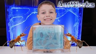 ANTWORKS Antfarm Gel Habitat [upl. by Nohsauq]