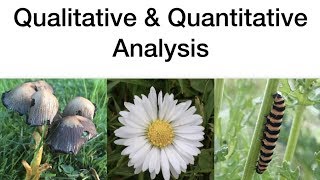 Qualitative amp Quantitative AnalysisEcology Leaving Cert Biology [upl. by Atinnor]