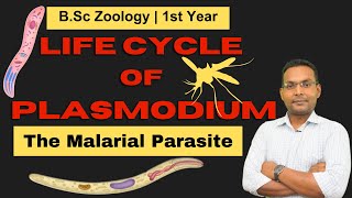 The Plasmodium Life Cycle From Mosquito To Human [upl. by Ikcin]