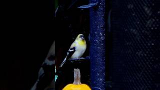 American Goldfinch  Breeding Male birds naturelovers [upl. by Walliw]