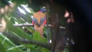 Rednaped Trogon Harpactes kasumba Taman Negara Malaysia [upl. by Wachter]