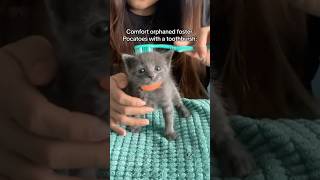 Teaching my orphan kitten to groom himself 🪥🥹 rescuekitten orphankitten kittencare meow [upl. by Sil940]