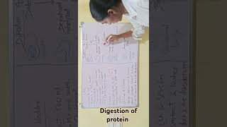 Protein digestion biology science [upl. by Jerrie]