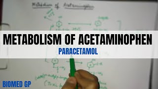 Metabolism of Acetaminophen paracetamol [upl. by Jemma383]