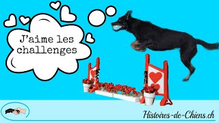 Concours dobéissance classe A avec Histoires de Chiens [upl. by Alegnat]