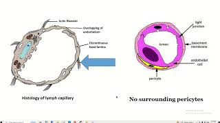 Histology of lymph capillary [upl. by Selbbep574]