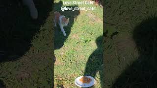 A simple meal can make a world of difference for these vulnerable hungry felines lovestreetcats [upl. by Nnelg]