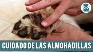 Cómo Evitar Que Los Perros Se Quemen Las Patas  Cuidado De Las Almohadillas [upl. by Zavras]