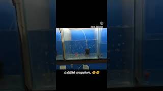 Angelfish breeding update 🐠🐠 angelfish angelfishbreeding [upl. by Hendrickson]