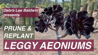 Prune amp Replant Leggy Aeoniums [upl. by Layman350]