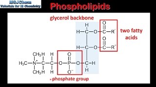 B3 Phospholipids SL [upl. by Lacie]