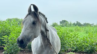 Perfect 🤩 Face profile Kathiawari horse [upl. by Maguire]