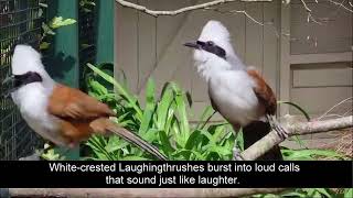 Laughingthrushes raise a smile at Paradise Park in Cornwall [upl. by Lednyc681]