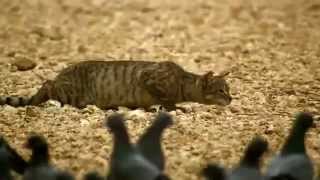 Un chat errant attaque un pigeon [upl. by Ihc779]