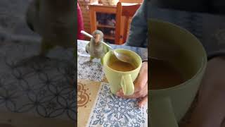 Funniest Parrot Moments That Will Make You Laugh Out Loud birds [upl. by Magnusson]