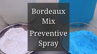 Bordeaux Mixture Preparation Preventive Spray for black spot amp other plant diseases [upl. by Swithbert]