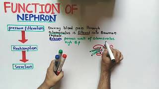 Nephron Function Class 12 Biology [upl. by Luanne]