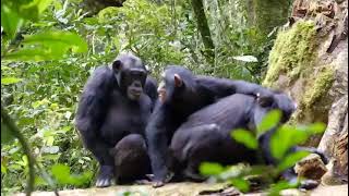 Chimpanzee mating [upl. by Saidee]