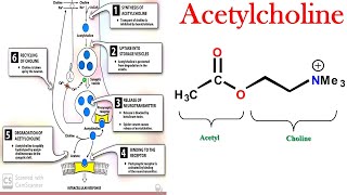 Why Acetylcholine Is So Important in the Body SynthesisStorageReleaseMetabolism of Acetylcholine [upl. by Suired]