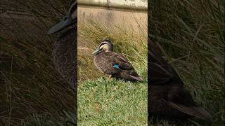 Birdlife  Centennial Park  Sydney  Australia [upl. by Fabian]