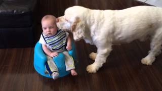 Clumber Spaniel and baby [upl. by Nelram]