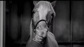 Mister Ed Season 1 Intro [upl. by Alleinad949]