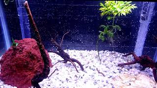 Latest 10 Gallon Tank Setup With Under Gravel Filter amp Aquaneat LED Light  Quarantine Tank Update [upl. by Naesed972]