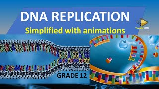 DNA REPLICATION SIMPLIFIED PROCESS WITH ANIMATION GRADE 12 LIFE SCINCE 2021 ThunderEDUC MSAIDI [upl. by Menedez473]