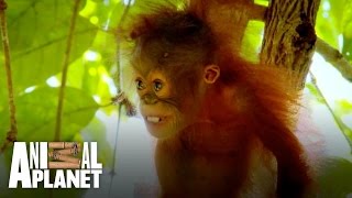 Baby orangutan Peanut is too scared to climb [upl. by Henri]