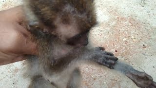 Gosh it turns out this poor baby monkey is deformed [upl. by Metabel]