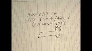 Anatomy of The PinnaAuricle External ear [upl. by Kylila]