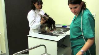 ELECTROCARDIOGRAMA EN PERRO [upl. by Rehteh2]