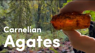 Finding Carnelian Agates in a Washington Forest  Rockhounding [upl. by Dominus648]