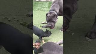 canecorso chowhound dog carolinadog puppy canecorsolovers americanbully [upl. by Gyimah]