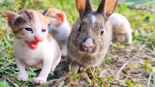 Rabbit Playing with kitten  Kitten Meowing Sound pets rabbit kitten [upl. by Carr]