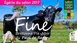 Fine Bretonne PieNoir du Pays de Redon [upl. by Brandice404]