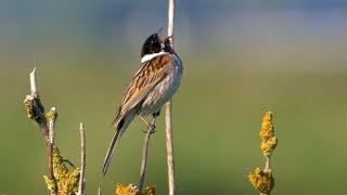 Singing Reed Bunting 2023 [upl. by Ennasil602]