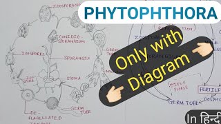 Phytophthora explanation in diagram conceptualizedays [upl. by Lupien]