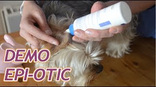 Comment laver les oreilles de son chien avec EpiOtic [upl. by Nilyarg]