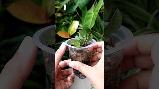 Why Propagation Box  Propagate Hoyas [upl. by Aleda]