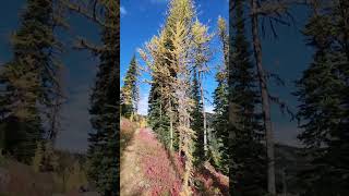 Surrounded by larches on PCT at Windy Pass [upl. by Aivalf]