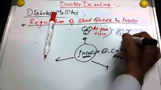 Diabetes Mellitus 2 of 6 Regulation of blood Glucose by Insulin [upl. by Daryl133]